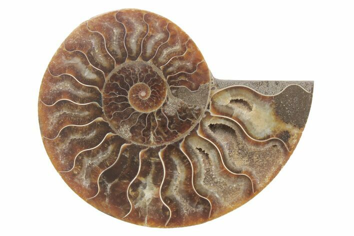 Cut & Polished Ammonite Fossil (Half) - Madagascar #223151